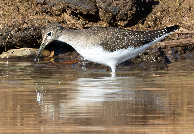 Solitary Sandpiper Tringa solitaria 