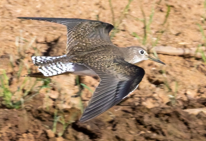 Solitary Sandpiper Tringa solitaria 