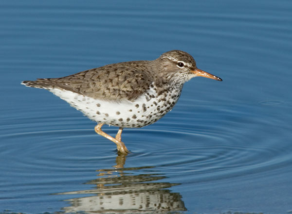 Spotted Sandpiper Actitis macularia