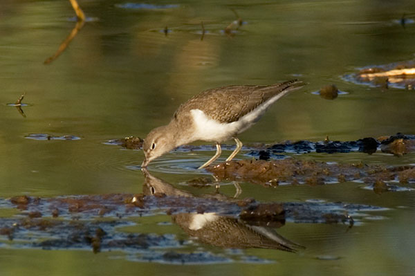 Spotted Sandpiper Actitis macularia juvenile