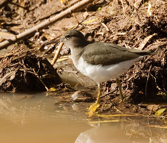 Spotted Sandpiper Actitis macularia juvenile