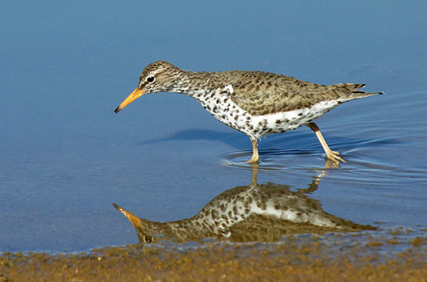 Spotted Sandpiper Actitis macularia 