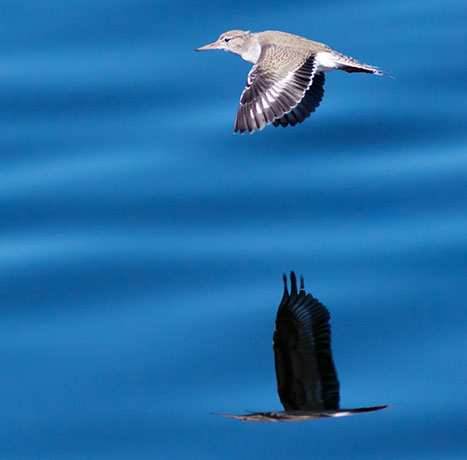 Spotted Sandpiper Actitis macularia 