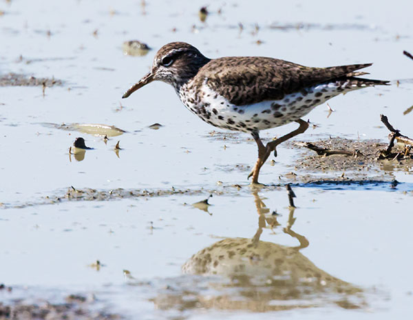 Spotted Sandpiper Actitis macularia 