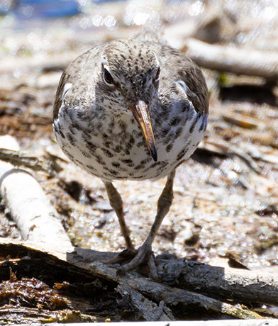 Spotted Sandpiper Actitis macularia 