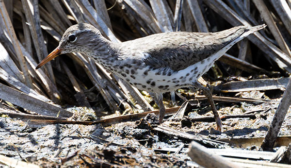Spotted Sandpiper Actitis macularia 