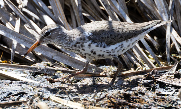 Spotted Sandpiper Actitis macularia 