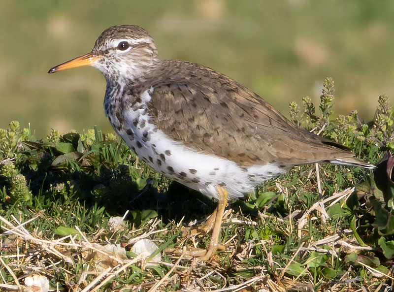 Spotted Sandpiper Actitis macularia 