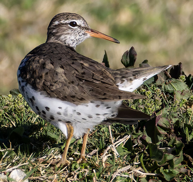 Spotted Sandpiper Actitis macularia 