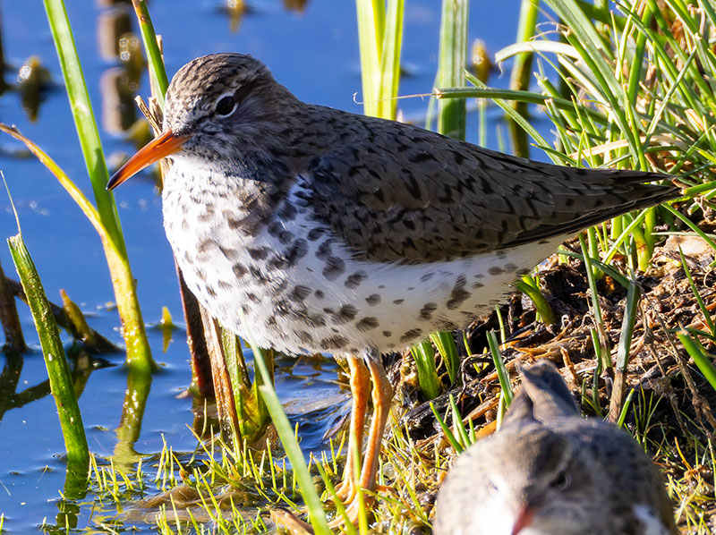 Spotted Sandpiper Actitis macularia 