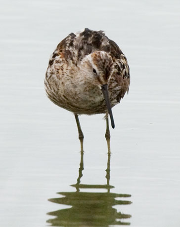Stilt Sandpiper Calidris himantopus