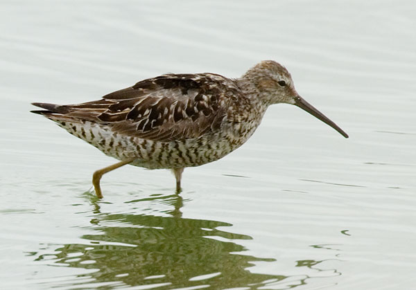 Stilt Sandpiper Calidris himantopus