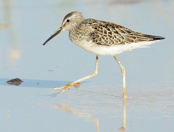 Stilt Sandpiper Calidris himantopus
