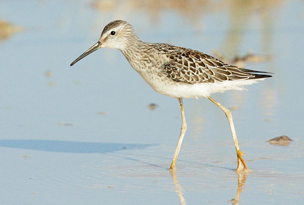 Stilt Sandpiper Calidris himantopus