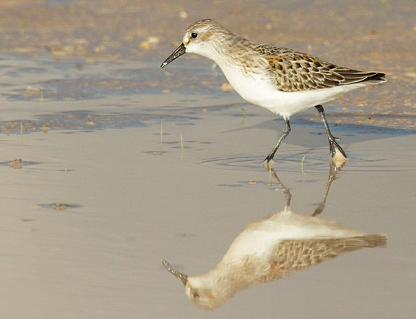 Western Sandpiper Calidris mauri 