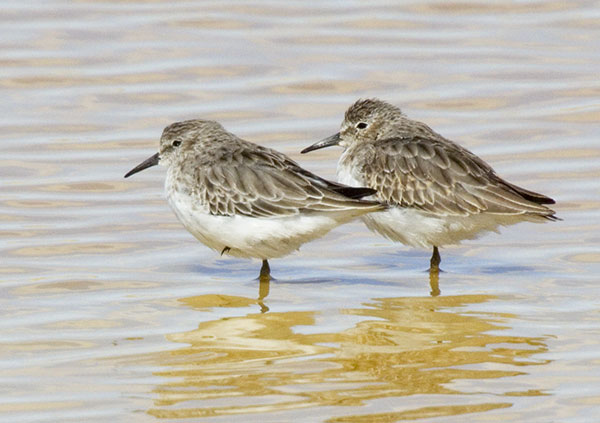 Western Sandpiper Calidris mauri 