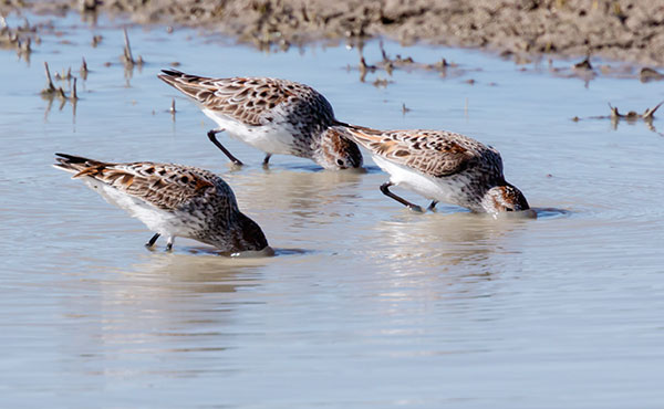 Western Sandpiper Calidris mauri 