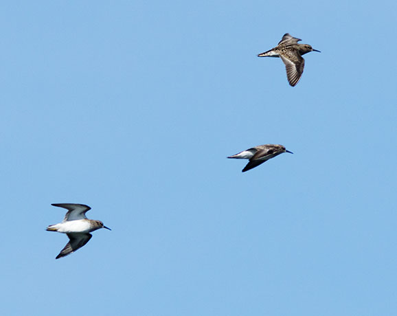 Western Sandpiper Calidris mauri 