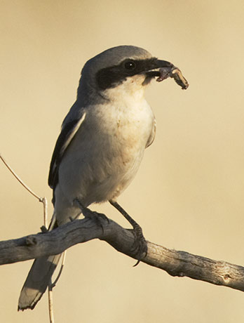 Loggerhead Shrike Lanius ludovicianus