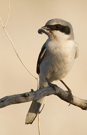 Loggerhead Shrike Lanius ludovicianus