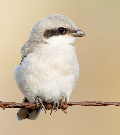Loggerhead Shrike Lanius ludovicianus