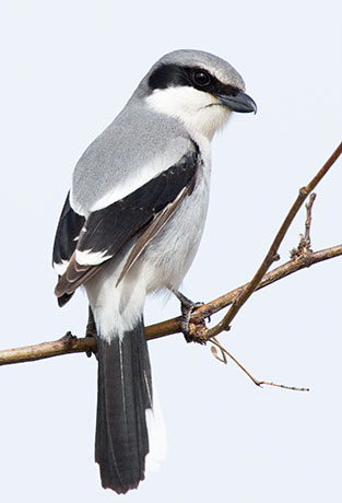 Loggerhead Shrike Lanius ludovicianus