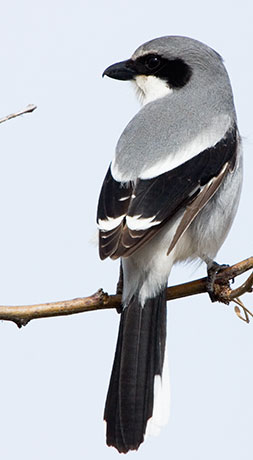 Loggerhead Shrike Lanius ludovicianus