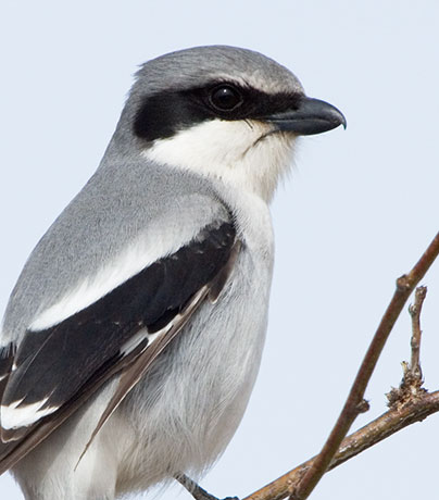 Loggerhead Shrike Lanius ludovicianus