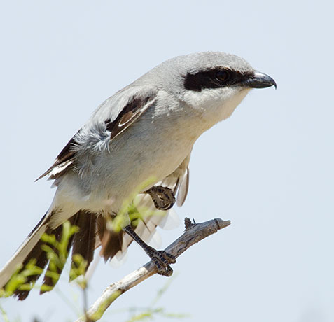 Loggerhead Shrike Lanius ludovicianus
