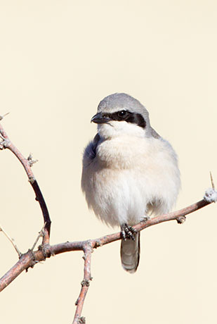 Loggerhead Shrike Lanius ludovicianus
