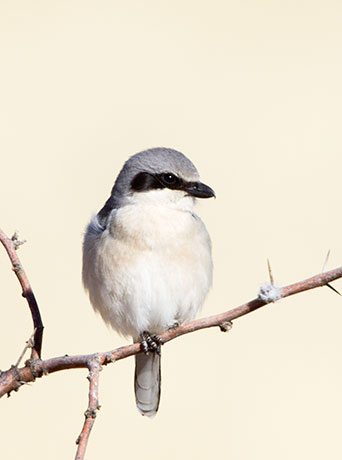 Loggerhead Shrike Lanius ludovicianus