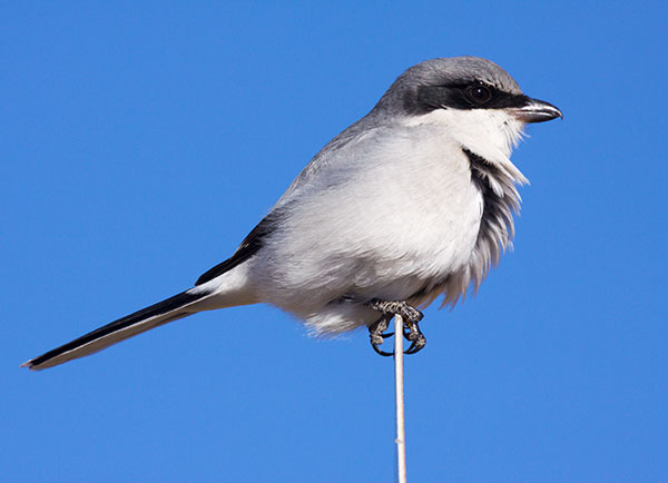 Loggerhead Shrike Lanius ludovicianus