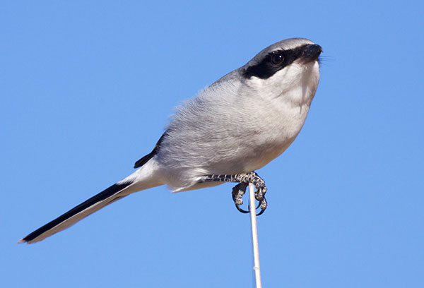 Loggerhead Shrike Lanius ludovicianus