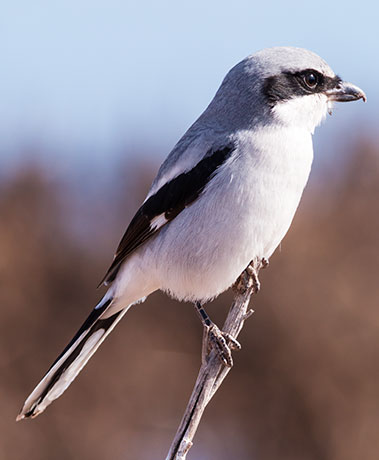 Loggerhead Shrike Lanius ludovicianus