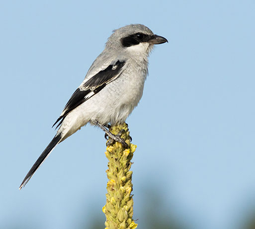 Loggerhead Shrike Lanius ludovicianus