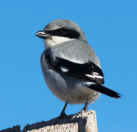 Loggerhead Shrike Lanius ludovicianus
