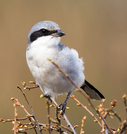 Loggerhead Shrike Lanius ludovicianus