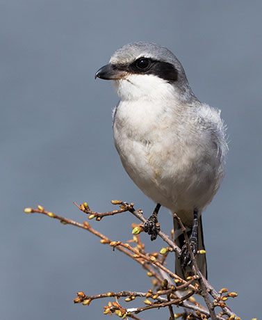 Loggerhead Shrike Lanius ludovicianus