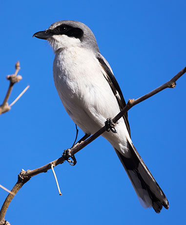 Loggerhead Shrike Lanius ludovicianus