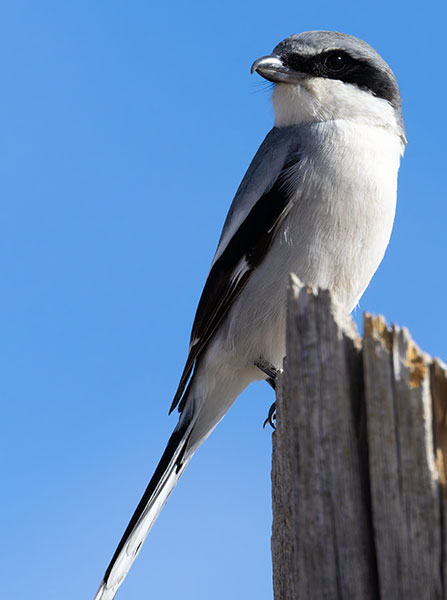 Loggerhead Shrike Lanius ludovicianus