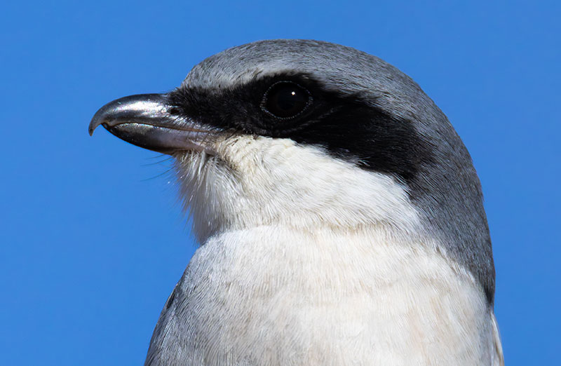 Loggerhead Shrike Lanius ludovicianus