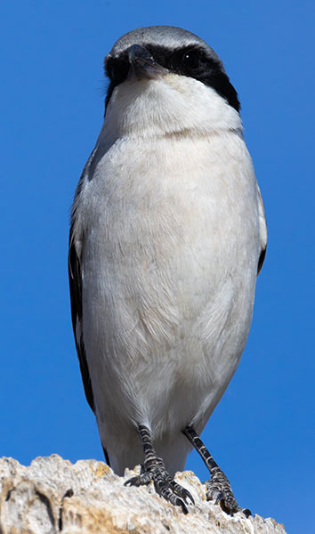 Loggerhead Shrike Lanius ludovicianus