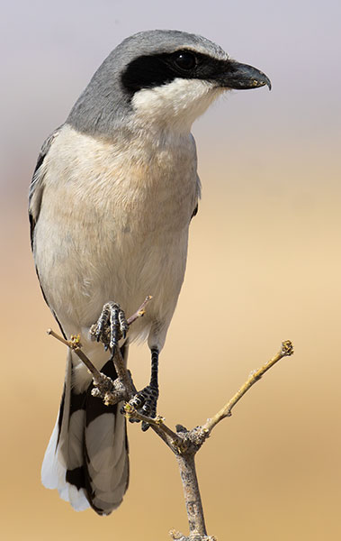Loggerhead Shrike Lanius ludovicianus
