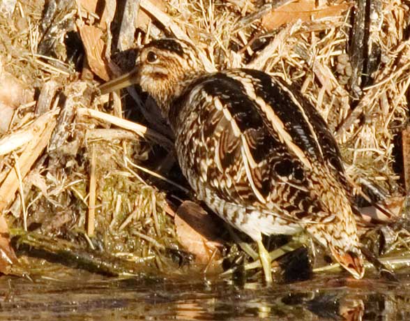 Wilson's Snipe Gallinago delicata ( Gallinago gallinago delicata )