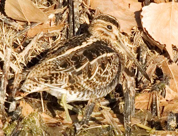Wilson's Snipe Gallinago delicata ( Gallinago gallinago delicata )
