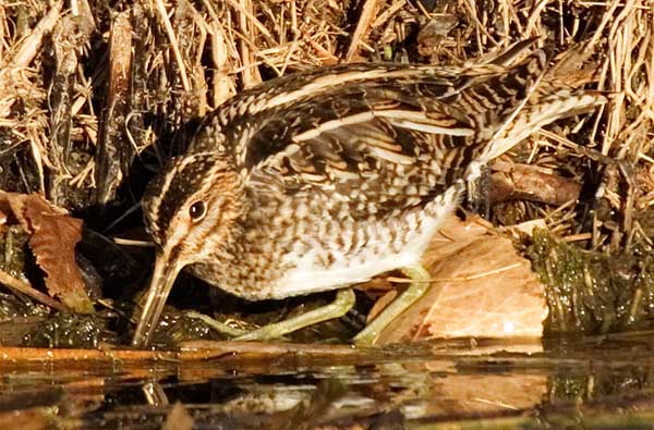 Wilson's Snipe Gallinago delicata ( Gallinago gallinago delicata )