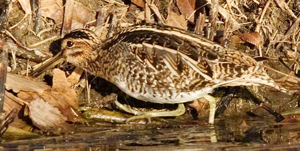 Wilson's Snipe Gallinago delicata ( Gallinago gallinago delicata )