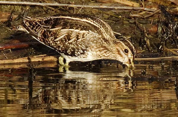 Wilson's Snipe Gallinago delicata ( Gallinago gallinago delicata )