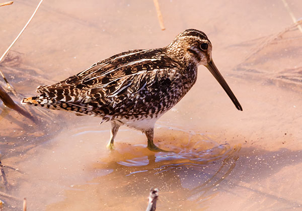 Wilson's Snipe Gallinago delicata ( Gallinago gallinago delicata )