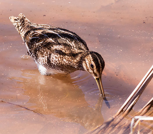 Wilson's Snipe Gallinago delicata ( Gallinago gallinago delicata )